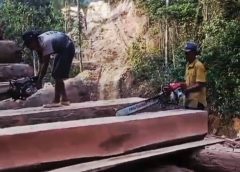 Diduga Pembalakan Hutan di Pesisir Barat Beredar, Warga Khawatir Bencana