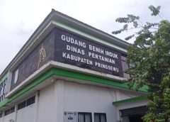 Dugaan Jual Pupuk Subsidi di Atas HET, Kios Berkah Lestari Belum Tersentuh Sanksi