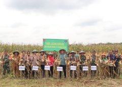 Koramil 411-12/Gunung Sugih Bersama Mitra Binaan Gelar Panen Raya Jagung NK Sumo