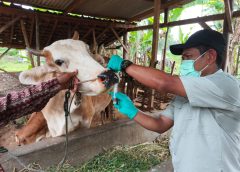 Pengendalian PMK Diperkuat, Pemprov Lampung Genjot Vaksinasi dan Edukasi Peternak Jelang Iduladha 2026