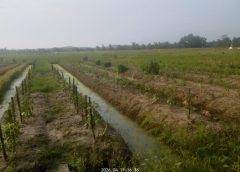 Dana 250 juta BUMDes amblas: sewa lahan bohong, audit fiktif, bawang tak jelas