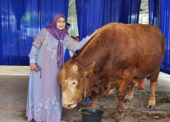 Permintaan Hewan Kurban Naik Tajam, Pengiriman Sapi dari Lampung Tembus 60 Ribu Ekor
